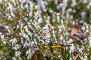Erica white perfection in spring. Kubota Garden, Seattle, WA, USA