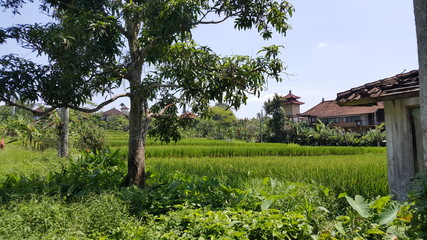 Rice Fields