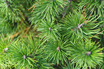 Background texture of a spruce branch for a Christmas card. Natural spruce branches.