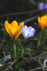 Flowering crocuses with purple and yellow petals (Spring Crocus). Crocuses are the first spring flowers that bloom in early spring.
