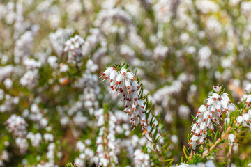 Erica white perfection in spring. Kubota Garden, Seattle, WA, USA