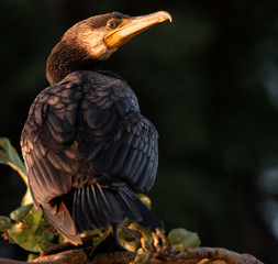 Great Cormorant