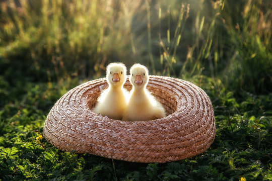 Newborn goslings (ducklings) in the outdoors in a straw hat.