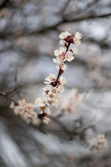 Flowering apricot branch in the garden