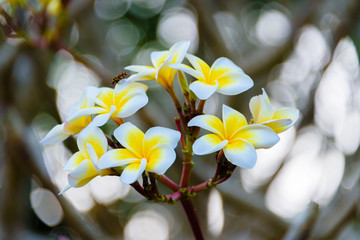Fototapeta na wymiar Plumera flowering shrub with delicate yellow and white flowers, originating from South and Central America.