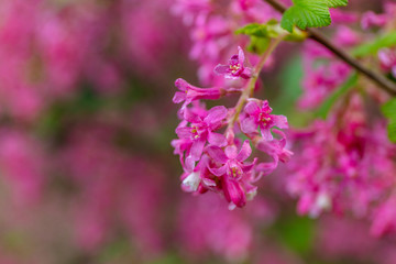 Fototapeta premium The flowering currant, redflower currant, or red-flowering currant in spring. Kubota Garden, Seattle, WA, USA