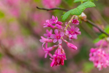 The flowering currant, redflower currant, or red-flowering currant in spring. Kubota Garden, Seattle, WA, USA