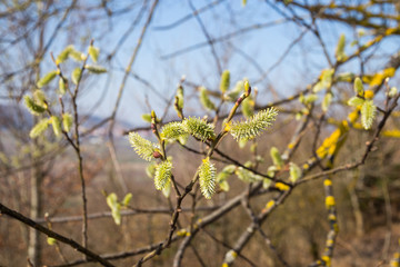 weibliche Salweidenkätzchen Salix Caprea