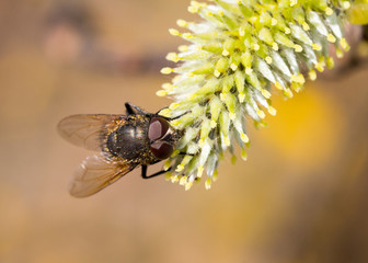 Fliege auf weibl Salweidenkätzchen Salix caprea