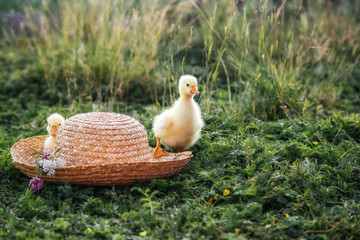 Newborn goslings (ducklings) in the outdoors in a straw hat.