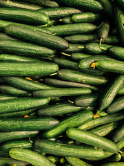 lots of ripe green cucumbers to eat a background