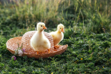 Newborn goslings (ducklings) in the outdoors in a straw hat.