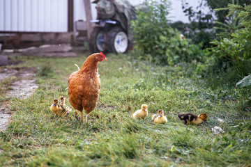 Mother hen brought a brood of goslings to the street.
