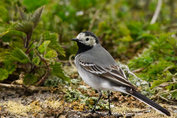 White Wagtail 