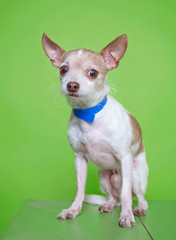 cute dog isolated on a colorful background in a studio shot