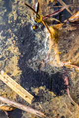 Kaulquappen auf Laich