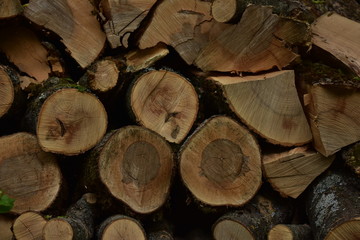 firewood tree wood log fuel heat street texture