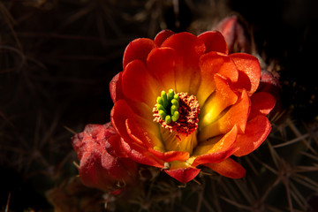 Claret Cup Bloom II