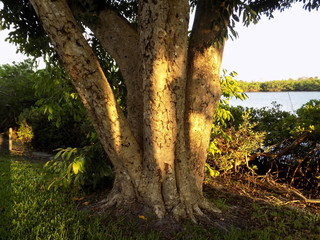 Fototapeta premium bellas vistas de atardeseres,y a arboles 