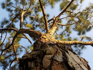 bellas vistas de atardeseres,y a arboles 