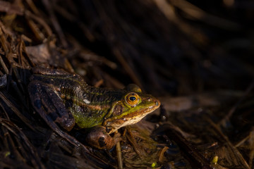 Common European Green Frog basking in the last sunrays in the evening