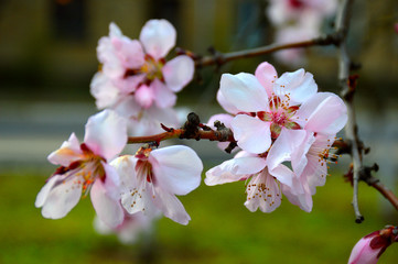 White cherry flowers on a branch. cherry blossoms have white flowers with pink and purple hues