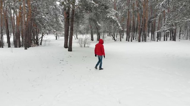 Young man walking in the winter forest through the pine trees.