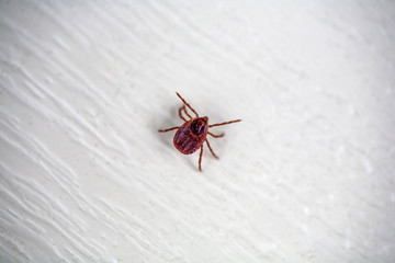 A dangerous parasite and infection carrier mite