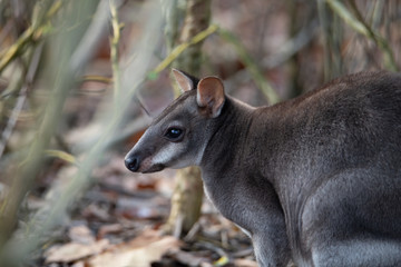 Wildlife photography