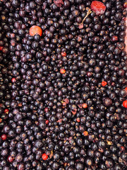 lots of ripe delicious currant berries to eat a background