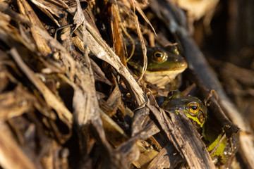 Selective focus on eye of one of the multiple frogs hiding in reeds and basking in late afternoon sunlight