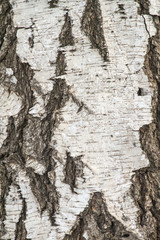 Birch tree bark for background