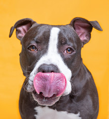 studio shot of a cute shelter dog on an isolated background