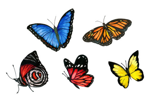 set of watercolor butterflies