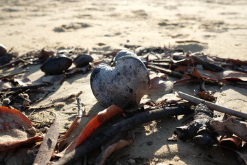 A giant seed washed up on the beach in Queensland, Australia