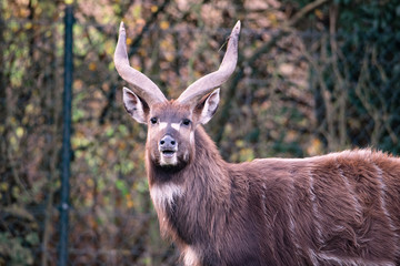 Wildlife photography