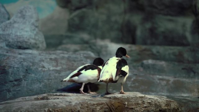 Four ducks walk on a rocky surface, one duck stops and shakes its tail