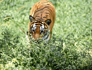 Royal Bengal Tiger