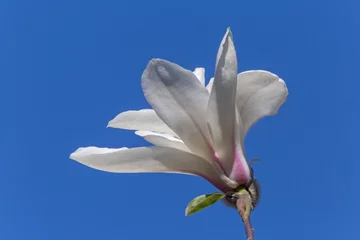 Fototapeten close up of white magnolia tree blossom against blue sky © romantiche