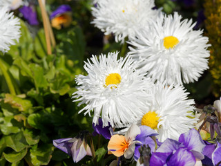 Obraz premium Gros plan sur un bouquet de reine-marguerite naine à fleur de chrysanthème ou Aster de Chine blanc à pétales doubles et touffus (Callistephus chinensis) 