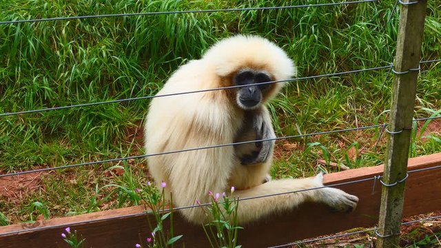 A gray langur monkey sitting behind a fence.