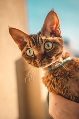 Devon rex © Kuba
