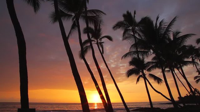 A dramatic reddish pink sunset at Kona on the island of Hawaii seen through a silhouette of a row of coconut trees filling the view with palm fronds leisurely swaying in the tropical breeze.