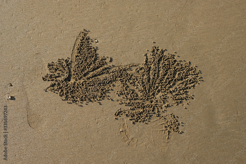 Wall mural patterns in the sand left by creatures burrowing underneath