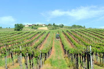 Fototapeta na wymiar Italy , Pavia - Broni , the vineyards of Oltrepo Pavese - area of wine production, baebera, pinot and bombarda wine 