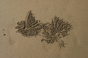 Patterns in the sand left by creatures burrowing underneath