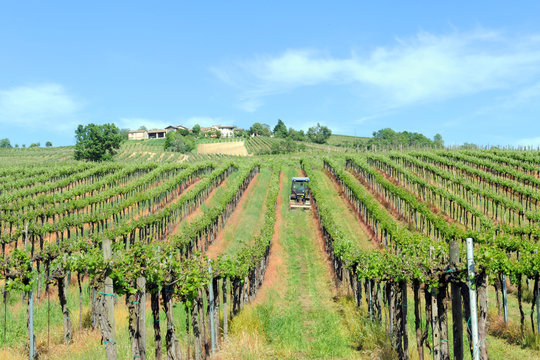 Italy , Pavia - Broni ,  the vineyards of Oltrepo Pavese - area of wine production, baebera, pinot and bombarda wine    