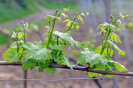 Italy , Pavia - Broni ,  the vineyards of Oltrepo Pavese - area of wine production, baebera, pinot and bombarda wine    