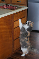 Fototapeta na wymiar cat reaching for meat on counter