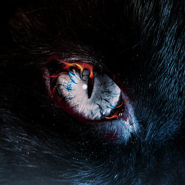 Illustration of wild cat eye